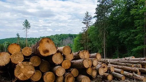 forest-5481028__340_c.pixabay